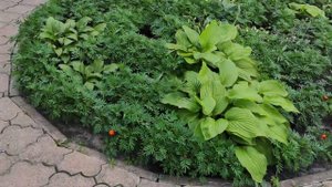 Вирус на хосте...несёт ли опасность для соседних хост...#hosta#вирус#заражение#болезнирастений#