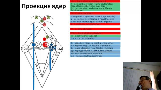 Ядра черепных нервов лекция Ромбовидная ямка