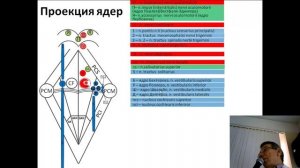 Ядра черепных нервов лекция Ромбовидная ямка