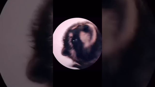 Енот смотреть онлайн