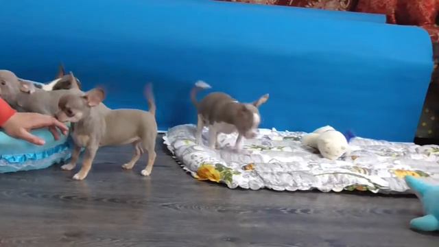 Лиловые щенки чихуахуа