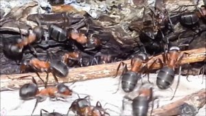 Рыжий лесной муравей