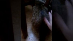 КОТ МУРЗИК ЕСТ РЫБУ.