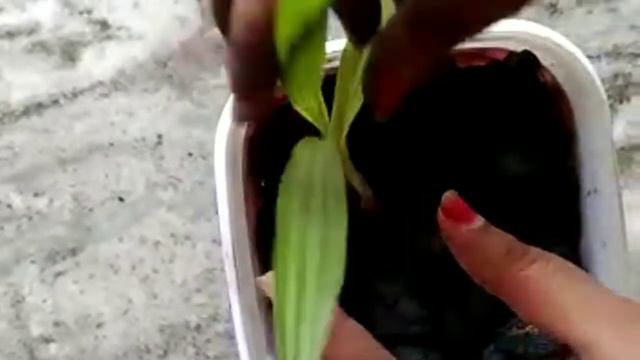 Orchids for beginners,orchids growing tips in Telugu,#garden#terrace garden,orchids care#tips смотреть онлайн
