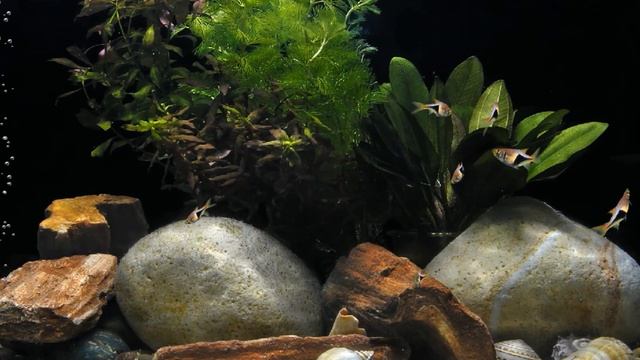 Rasbora heteromorpha смотреть онлайн