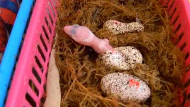 Вылупление эублефарчика смотреть онлайн