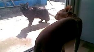 кот сфинкс в первый раз увидел пушистого кота