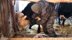 Переставляю Быков #битва с быком #одиннаодин