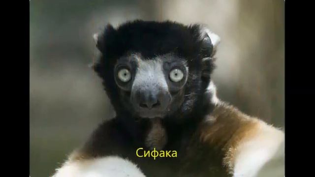 Редкие виды жывотных