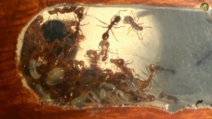 Муравьи Myrmica rubra