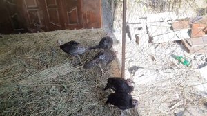 Индюшатник своими руками.
