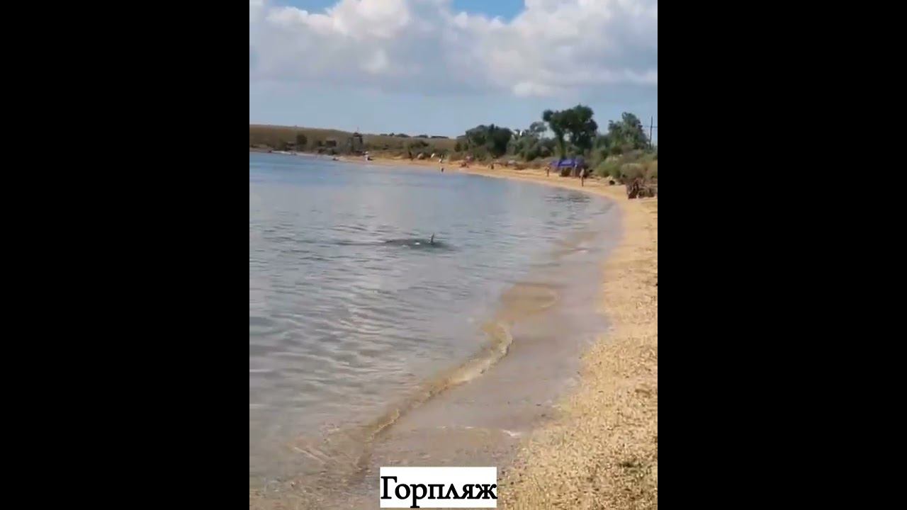 В Керчи дружелюбные дельфины приплывают познакомиться смотреть онлайн