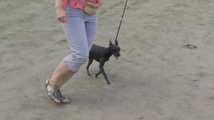 мексиканская безволосая собака, ксолоитцкуинтли мини