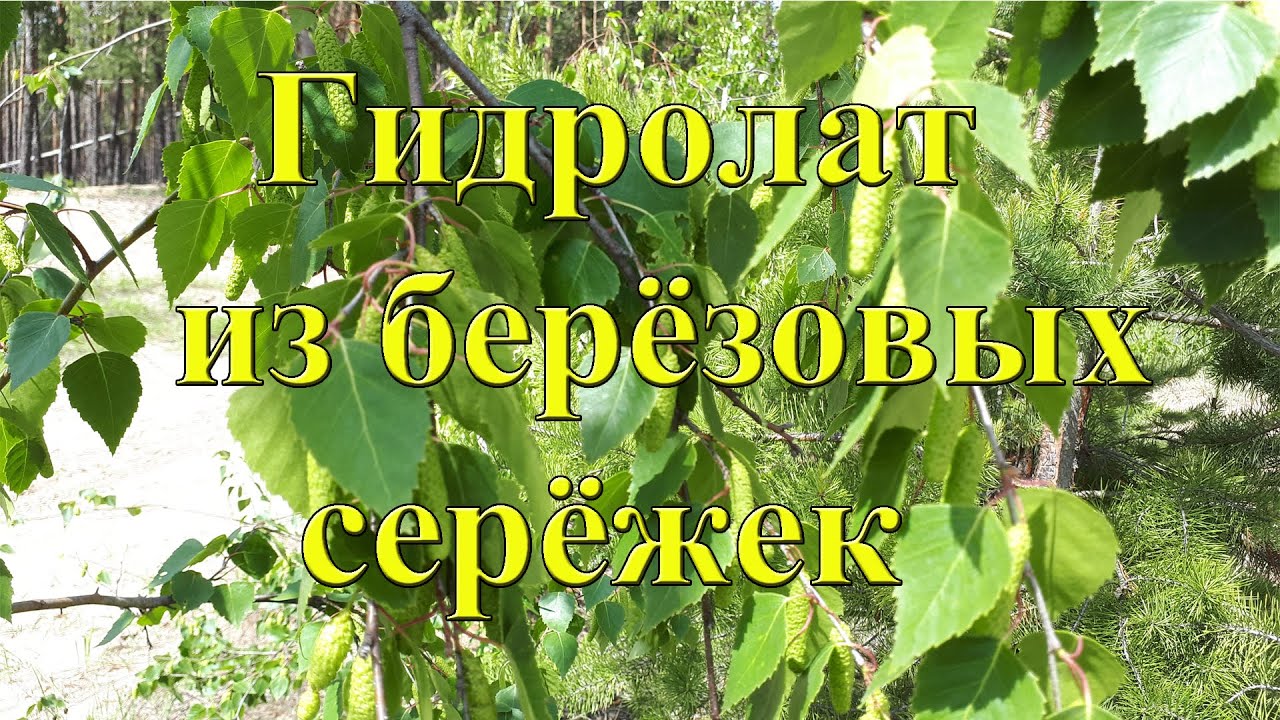 Делаем гидролат (паровая вытяжка) из березовых сережек