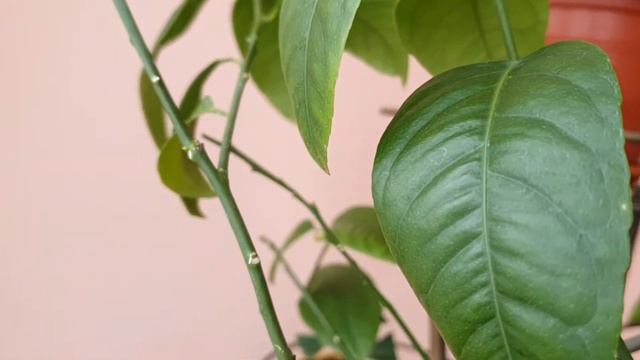 Куда делись листья ? Как перезимовали мои лимоны смотреть онлайн