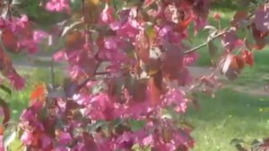 Тебе одной плету венок   Автор Сергей Есенин, муз  Виктор Панченко, исп  Руслан  1