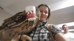 Ж - жадность. Стаканчик и сова. Paper cup and  eagle owl.