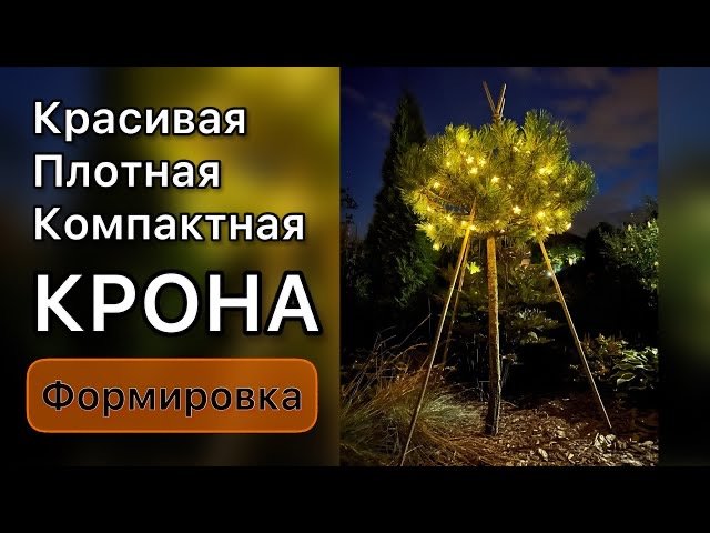 Формировка сосны горной Офир на штамбе. Обрезка и прищипка Дневник садовода