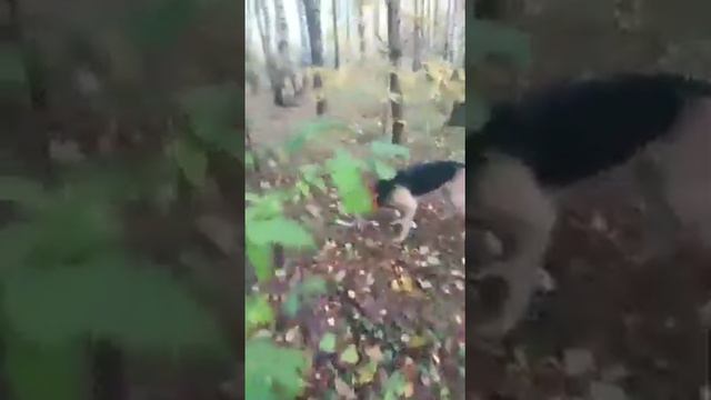 Русские гончие. Вьюга. Однопометница Звоны. Результативная работа. смотреть онлайн