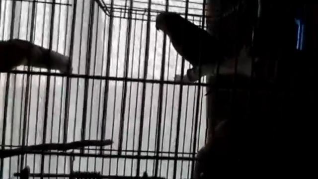 Девочка созрела! Школоблоггеры 2 3) смотреть онлайн