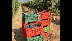 Винные туры по Тоскане www.toscana-tour.ru