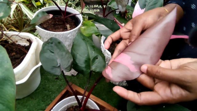 Different types of Pink Princess|Philodendrons|Hidayas Home Garden|Haseena Jabbar 🌿☘️🌸🪴🪴