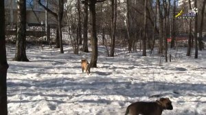 Содержание собаки в городе, проблемы воспитания и проблемы отношения населения к владельцам собак.