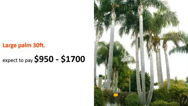 Palm Removal Cost Guide смотреть онлайн