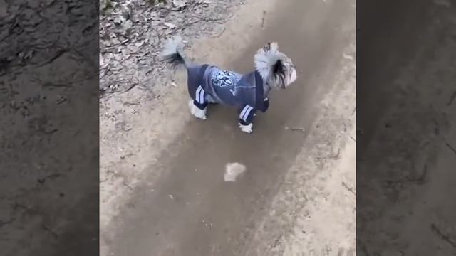 Велюровые костюмы для собак - одежда для собак смотреть онлайн