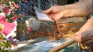 2021 - Открываю секрет как правильно собрать семена колокольчиков.  Garden and flowers.