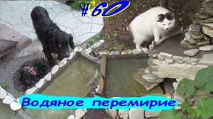 # 60. Искусственный ручей и пруд на дачном участке.