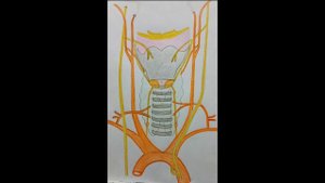 Щитовидная Железа - Топография, Кровоснабжение, Иннервация, Лимфоотток, Венозный Отток