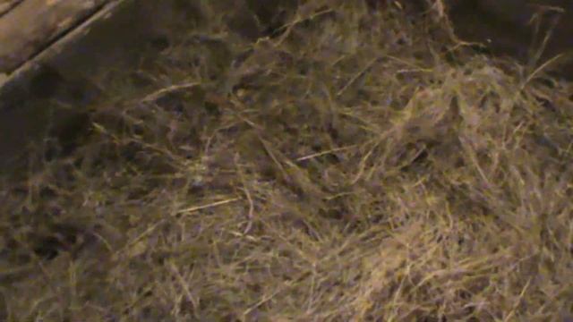 Глубокая подстилка для свиней / Deep litter for pigs
