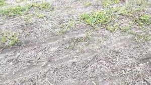 подсолнечник по No-Till ноутил#первый год ноутил