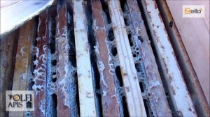 #Кашковский В. Г. #Зимовка_пчёл без утепления.