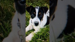 Породы собак - Джек Рассел Терьер - Выбери себе друга