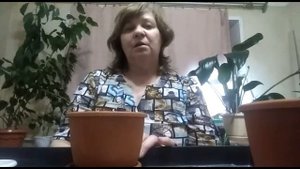 выращиваю папайю из семян