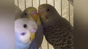 Как? и Где? Купить попугая.