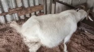 Мои беременные козы. Ждём окот.