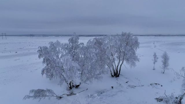 Зимние березы