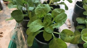 Петуния после прищипывания Последняя пересадка.mp4