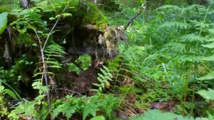 В лес погулять. Дачные картинки. Уникальный проект.