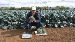 Брокколи МИКОНОС   жаростойкий и урожайный! #брокколи #брокколисаката #брокколилетом #семена