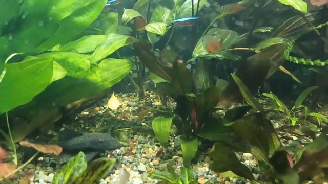 Обзор жителей моих аквариумов смотреть онлайн