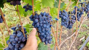 Стабильный виноград с тёмной ягодой