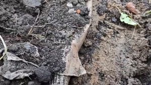 Черенкуем,укореняем розы осенью. Легко, надёжно!!!