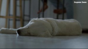 К чему снится собака. Сонник. Толкование снов