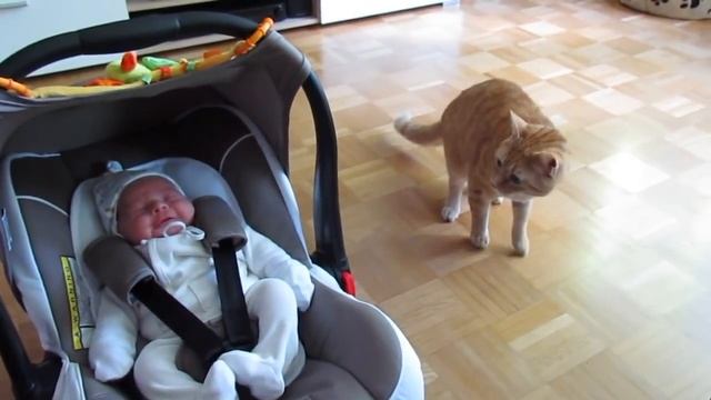 Реакция кота на новорожденного смотреть онлайн