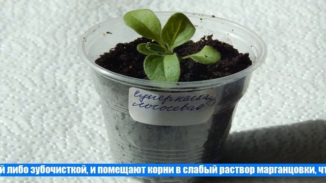 Пикировка петуний по лунному календарю, когда и как пикировать смотреть онлайн