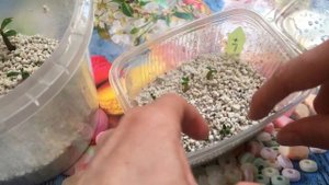 Чем и как удобрять сеянцы адениума?